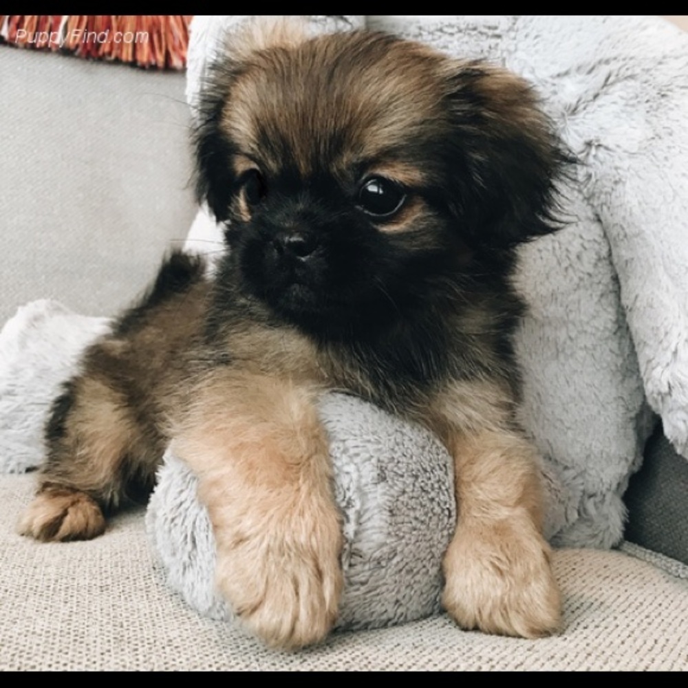 Meet your Posher, Ana